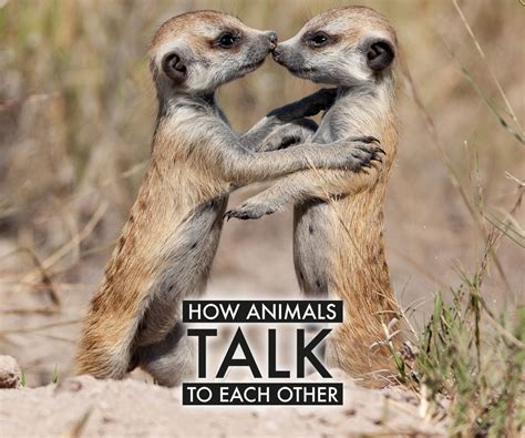 talking to animals
